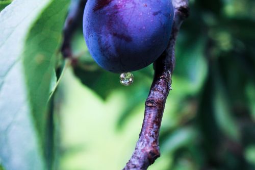 plum fruit drop