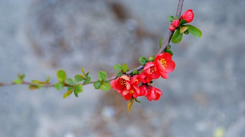 plum  flowers  spring