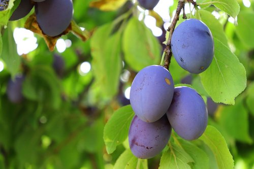 plum  fruit  branch