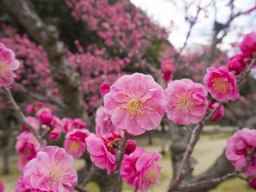 plum  flowers  plum blossoms