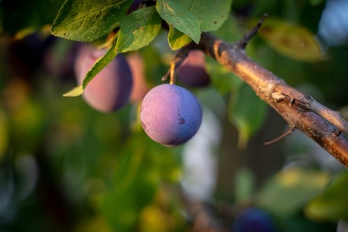 plum  fruit  fruit tree