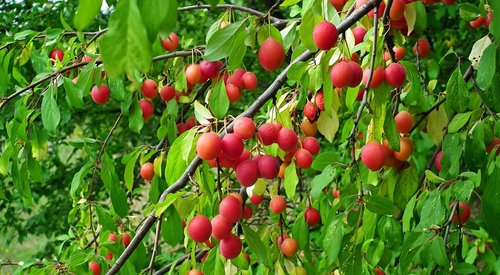 plum  fruit  red