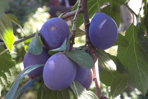 plum  branch  fruit