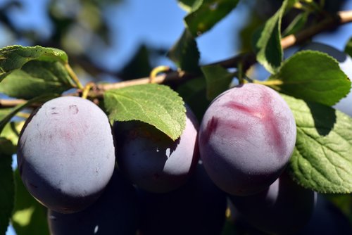 plum  plum tree  branch