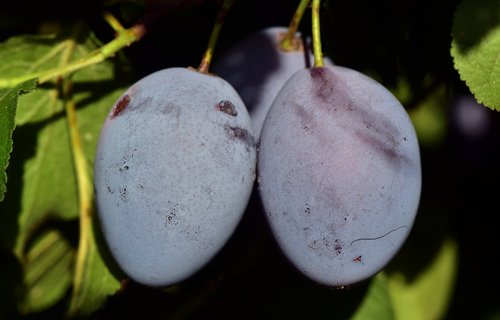 plum  plum tree  branch