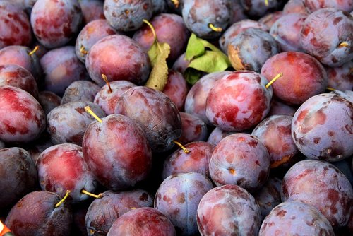 plum  fruit  autumn