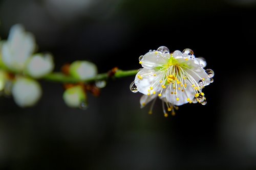 plum  nature  flowers