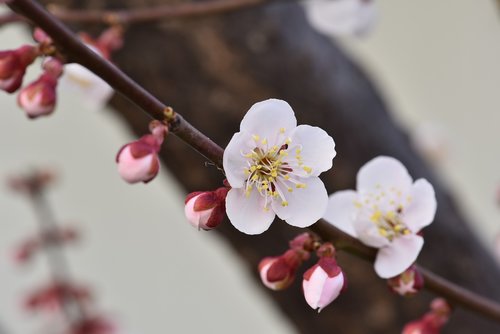 plum  plum flower  spring flowers