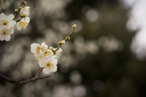 plum  flowers  spring