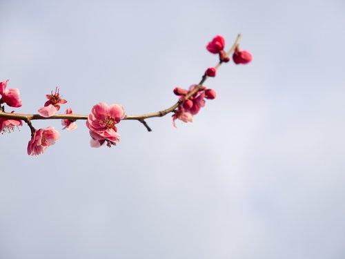 plum  spring  flowers