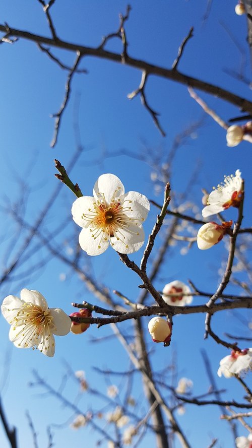 plum  plum tree  plum blossoms