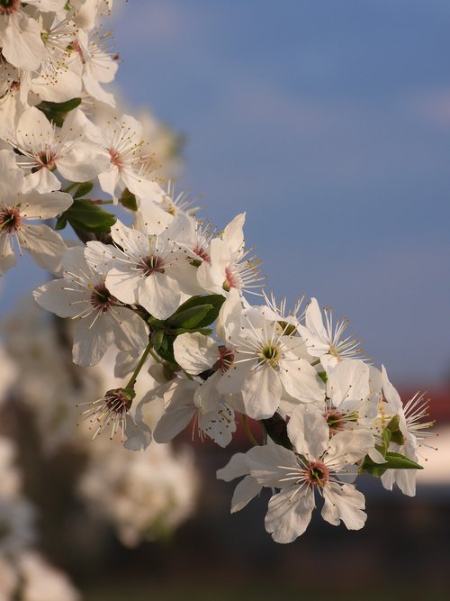 plum  flowers  flowering