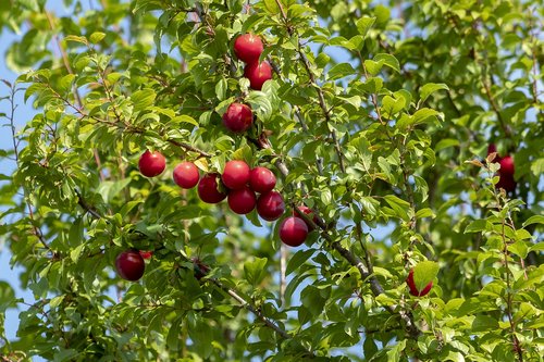 plum  fruit  plum tree