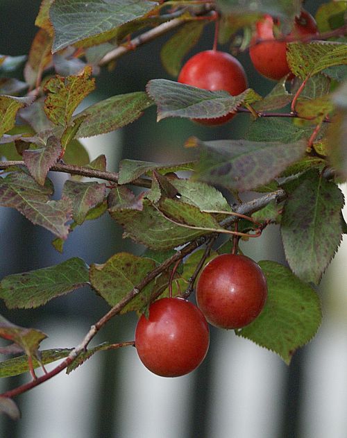 plum fruit mature