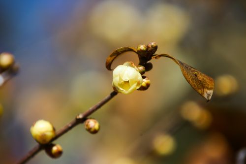 蠟 plum tree wood forest