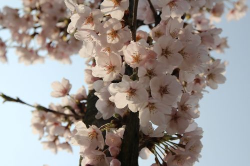 plum flowers spring