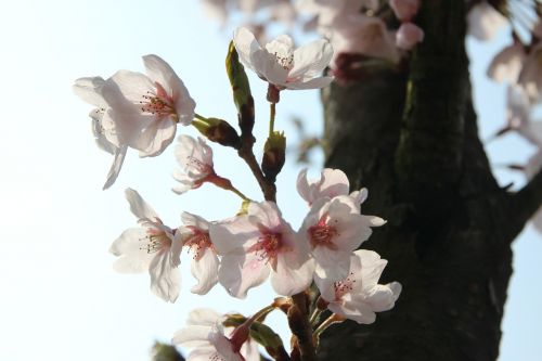 plum flowers spring