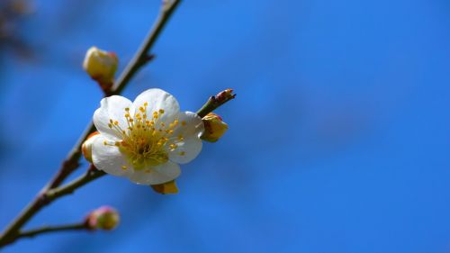 plum baekmae spring flowers