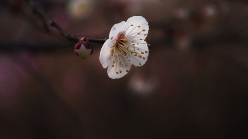 plum hongmae spring flowers