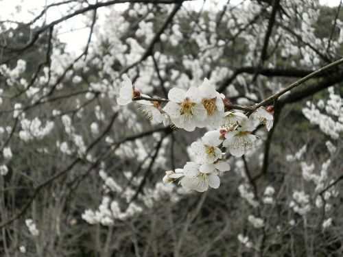 plum plum blossoms white flowers