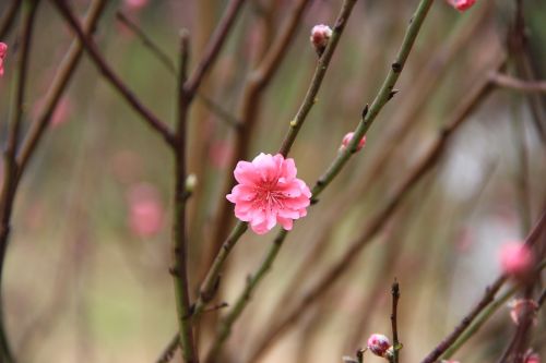 plum blossom red spring