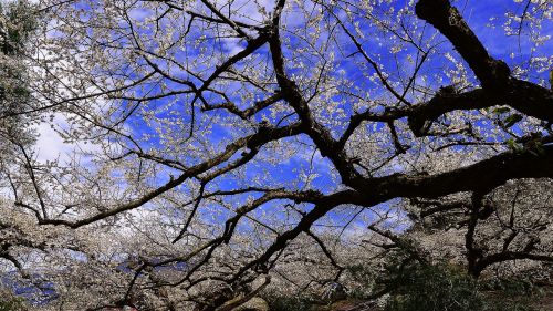 plum blossom blue day sky