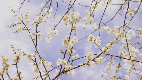 plum blossom blue day sky
