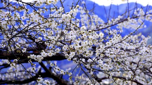 plum blossom blue day sky