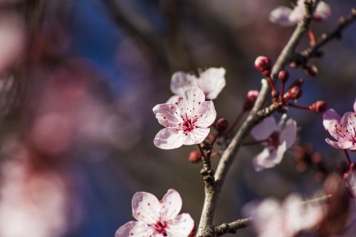 plum blossom spring flower