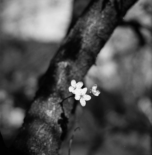 plum blossom black and white blurry background