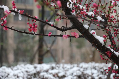 plum blossom snow winter