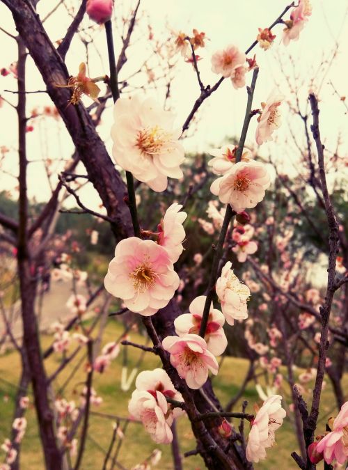plum blossom plum flower