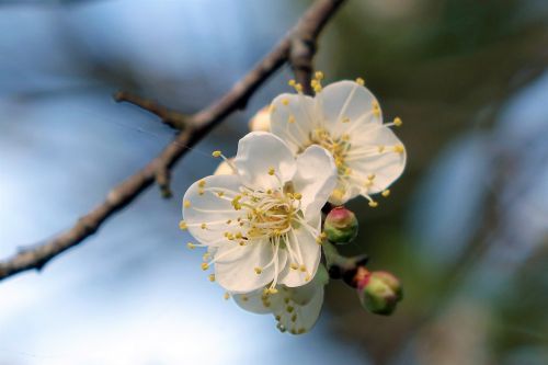 plum blossom blue day cold