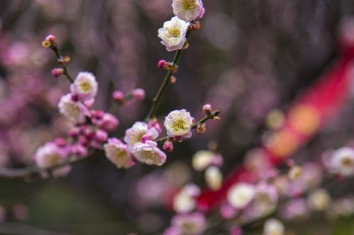 plum blossom wuxi plum garden