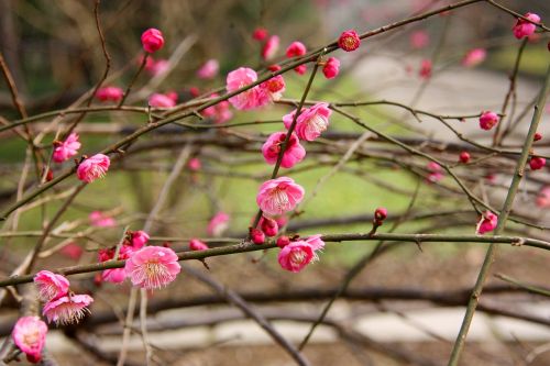 plum blossom flower views