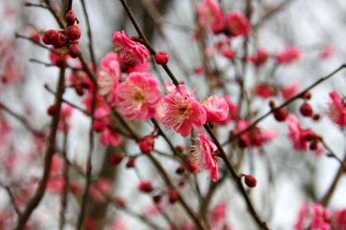 plum blossom flower views