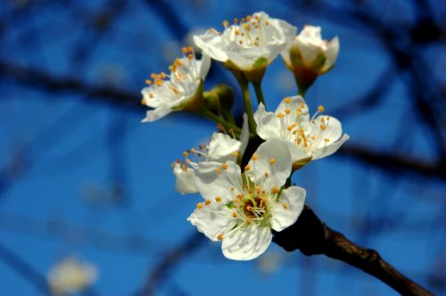 plum blossom white branches