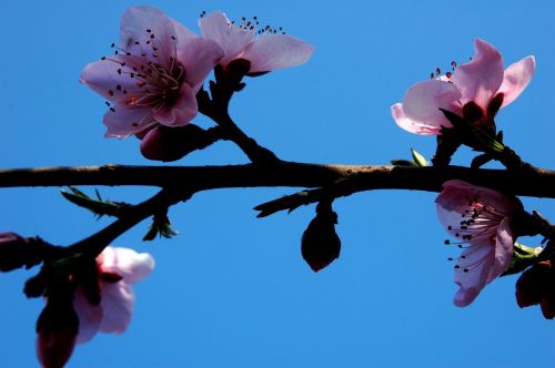 plum blossom pink branches