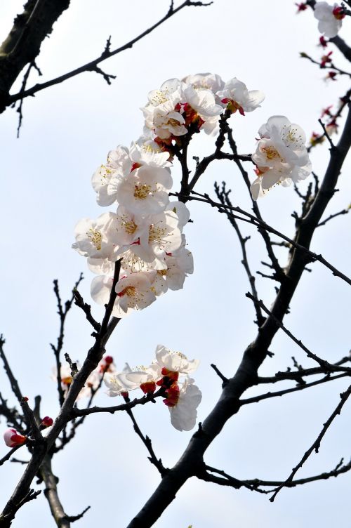 plum blossom branches white