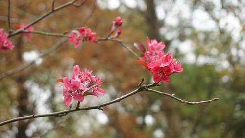 plum blossom  branch  flower