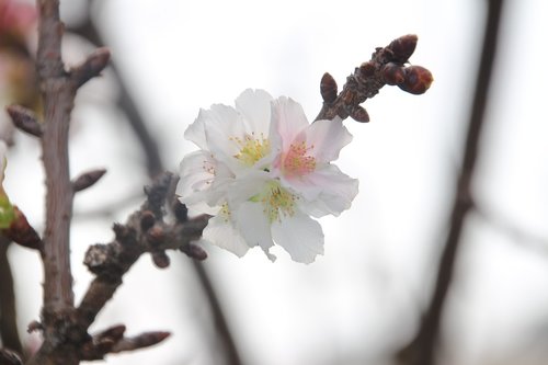 plum blossom  flower  white