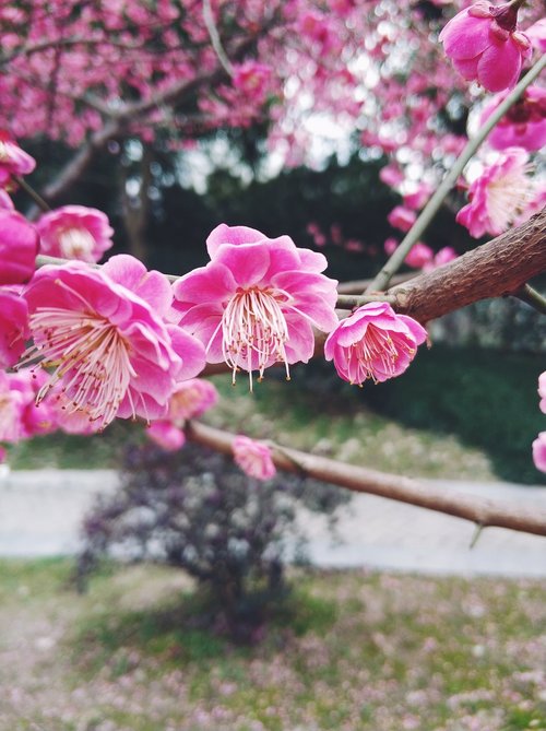 plum blossom  flower  spring