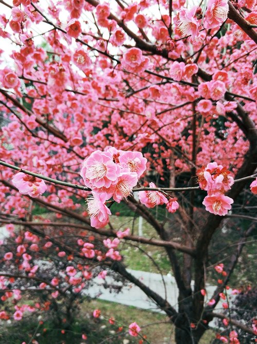 plum blossom  flower  spring
