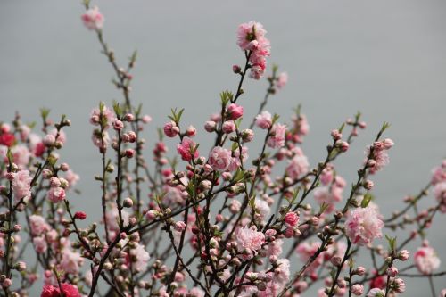 plum blossom the scenery spring