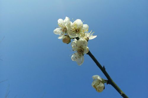 plum blossom blue sky simple