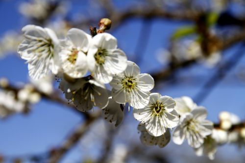 plum blossom shǎng flowers flowers and plants
