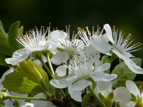 plum blossom plum blossom