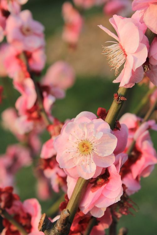 plum blossom spring pink