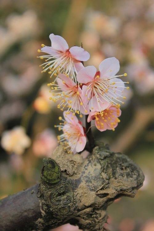 plum blossom spring germination
