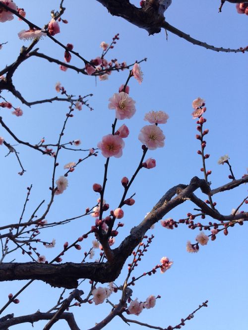 plum blossoms spring cherry